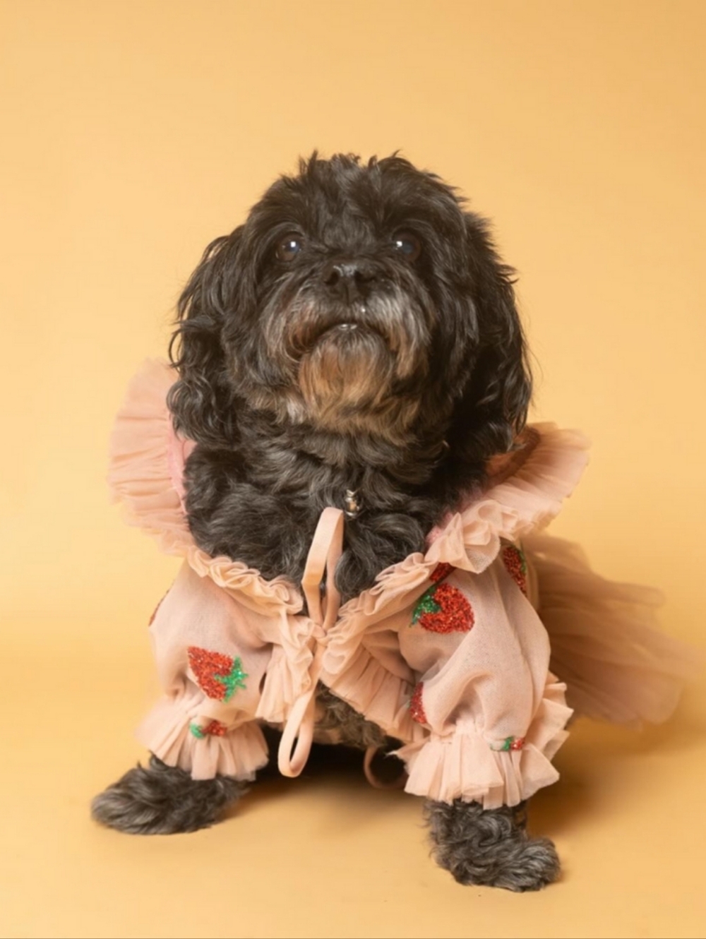 Lirika Matoshi Strawberry Dress Bundle Size XL & Pet M - Picture 5 of 16